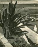 Aloe Plants in Monte Carlo